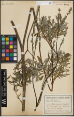 Foto von Salix repens subsp. rosmarinifolia (L.) Andersson